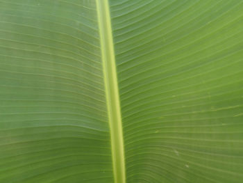 Full frame shot of green leaves