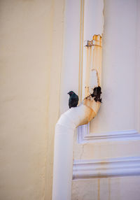 Close-up of  black birds on wall