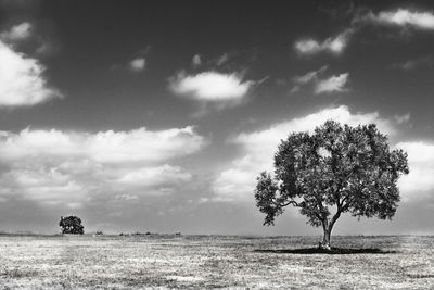 Olive tree on barren land ,beautiful cloudy sky  ,italian landscape ,black and white photography