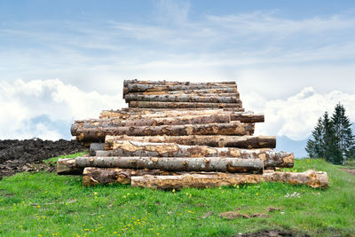 Piles of trunks from trees felled by storm vaia. green grass and blue sky. belluno, italy