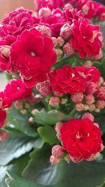Close-up of pink flowers