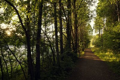 Road passing through forest