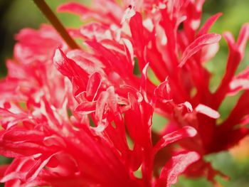 Close-up of pink flower