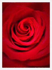 Close-up of red rose