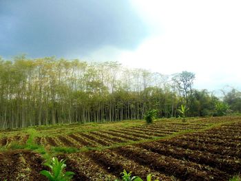 Crops growing on field against sky