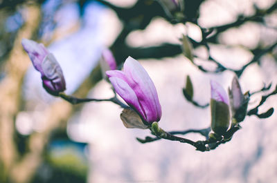 Close-up of pink flowering plant