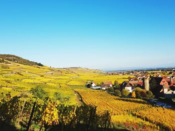 Scenic view of agricultural field against clear sky