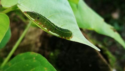 Close-up of leaf on plant