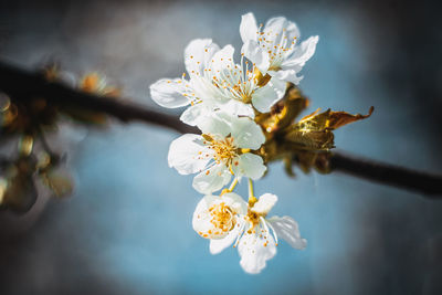 Close-up of cherry blossom