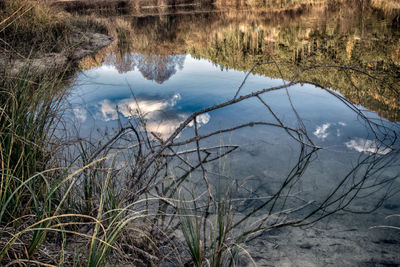 Reflection of tree in lake against sky