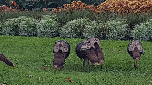View of sheep on field