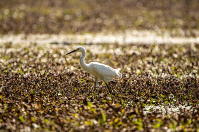 White bird in swamp