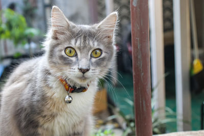 Close-up portrait of cat