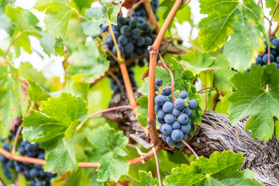 Close-up of grapes growing on tree