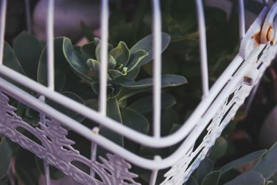 Close-up of succulent plant