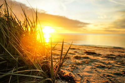 Close-up of grass on beach against sky during sunset