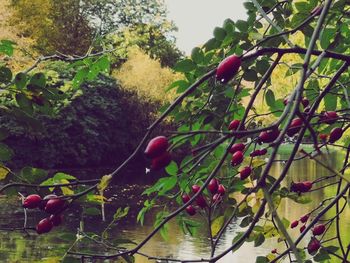 Close-up of red berries growing on tree