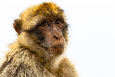 Portrait of a monkey