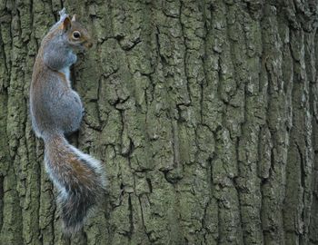 Close-up of squirrel on tree trunk
