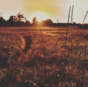 Close-up of stalks in field against sunset