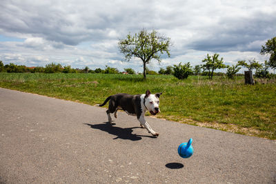 View of a dog on road