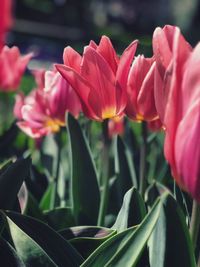 Close-up of pink tulips