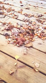 Fallen leaves on wall