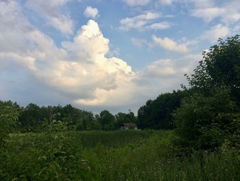 Trees on field against sky