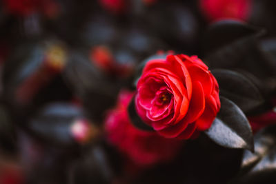 Close-up of red rose