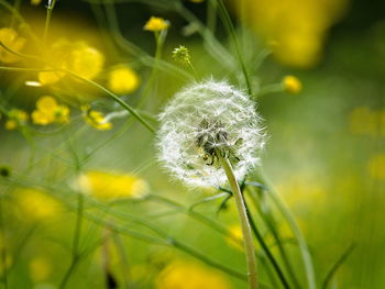 Close-up of white dandelion flower