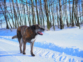 Dog on snow covered land