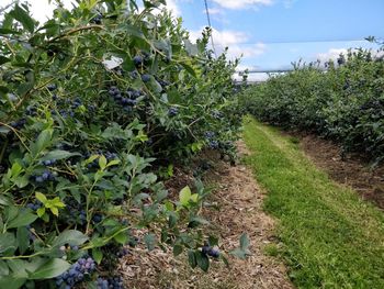 Plants growing in vineyard