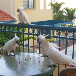 Cockatoo perching on table in balcony