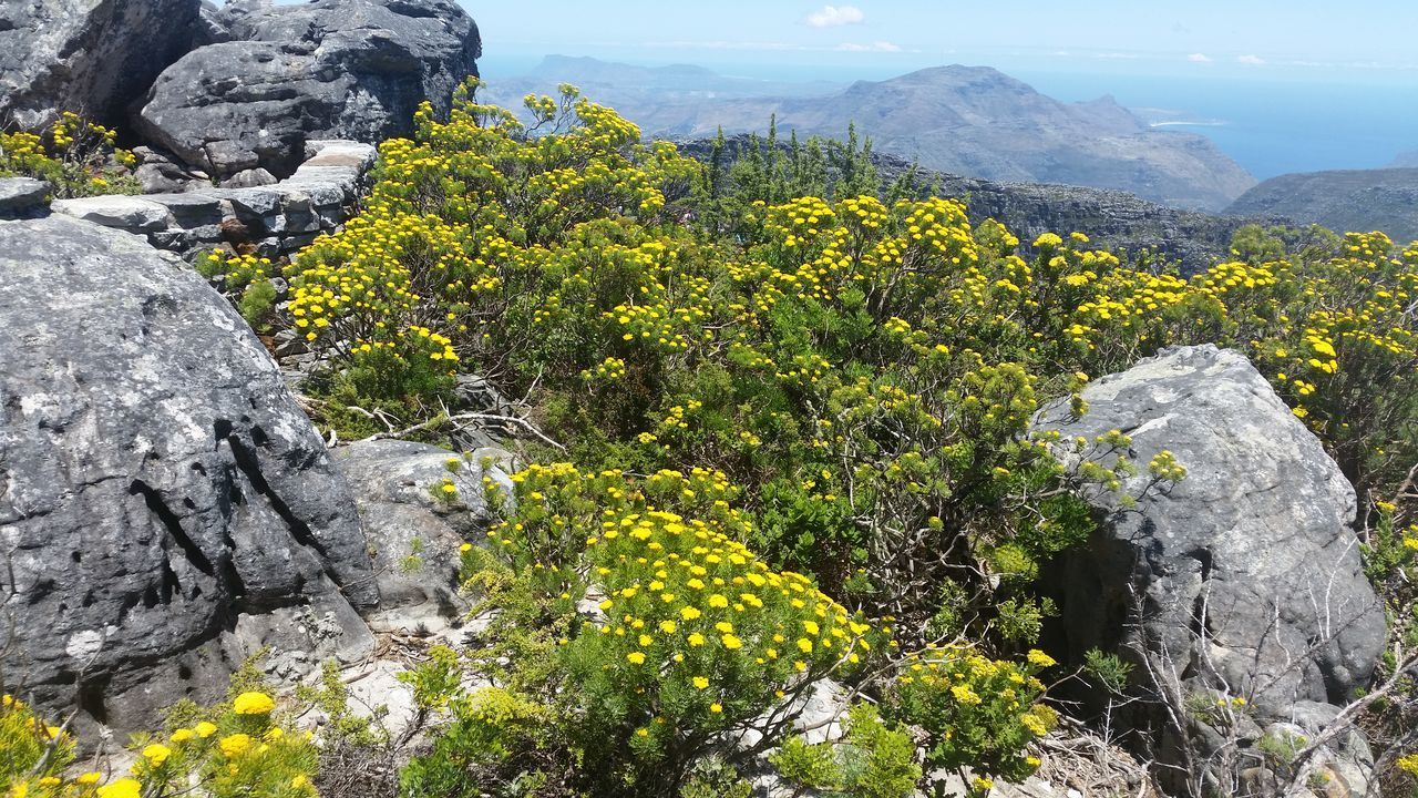 YELLOW FLOWERING PLANTS ON ROCK