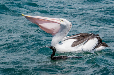 Duck swimming in sea