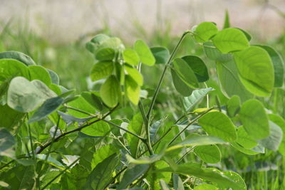 Close-up of fresh green leaves on field