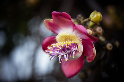 Close-up of pink flowering plant