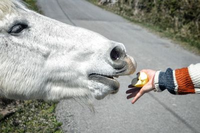 Close-up of horse