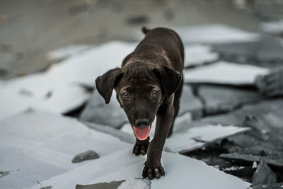 Portrait of dog on sand