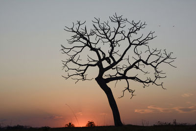 Silhouette of bare trees at sunset