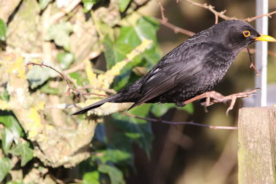 Close-up of bird perching on branch