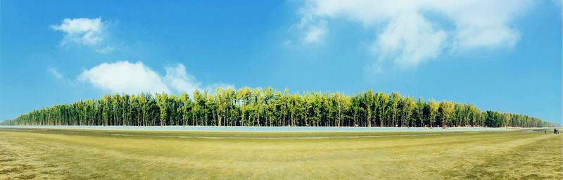 Panoramic view of trees on field against sky