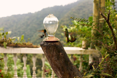 Close-up of hummingbird perching on wooden post