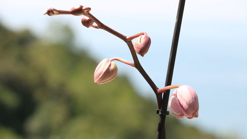 Close-up of pink flower buds