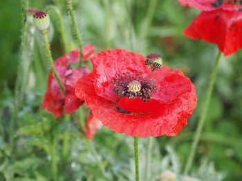 Close-up of bee on red flower