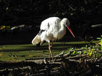 Bird perching on a lake