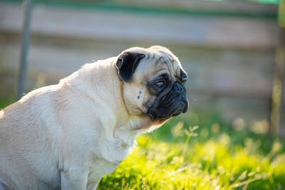 Close-up of a dog on field