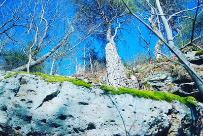 Bare trees against blue sky