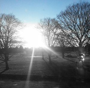 Sun shining through bare trees