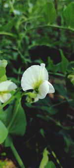 Close-up of white flowering plant